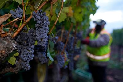 Why Hull could become ‘the new Bordeaux’ by 2100