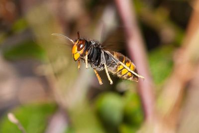 What should I do if I see an Asian Hornet and how can I tell if it is one?