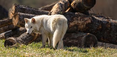 Why ‘de-extinct’ dire wolves are a Trojan horse to hide humanity’s destruction of nature