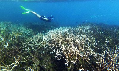 Climate crisis has tripled length of deadly ocean heatwaves, study finds