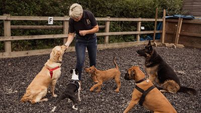 Choosing a dog breed: 6 things I wish people would consider first that will save them money, time and stress