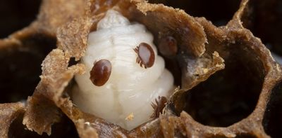 Australian honeybees are under attack by mites and beetles. Here’s how to keep your backyard hive safe