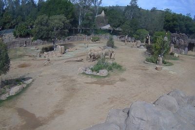 Adorable moment elephants huddle to protect calves during California earthquake