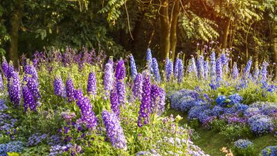 Best types of delphiniums – 14 stunning varieties for vibrant flower spikes in your yard