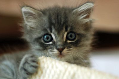 Archaeologists discover secret behind why we keep cats as pets