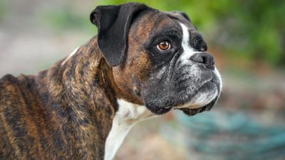 Brindle dog breeds: 11 breeds with these beautiful markings