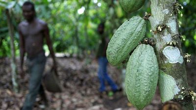 UN trade agency urges US to exempt poorest countries from reciprocal tariffs