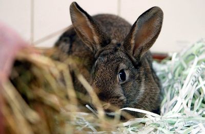 Pets at Home bans rabbit sales over Easter weekend to prevent impulse buys
