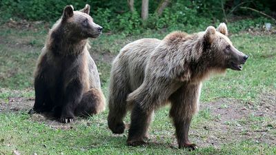 Romania's brown bear population higher than previously thought, new data shows