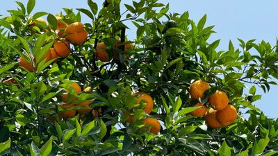 How to grow grapefruit for homegrown sweet and tangy, highly nutritious harvests – a fruit tree expert shares their planting and care tips