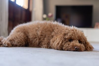 Dog owner alleges part of pet’s tongue was clipped off at groomers