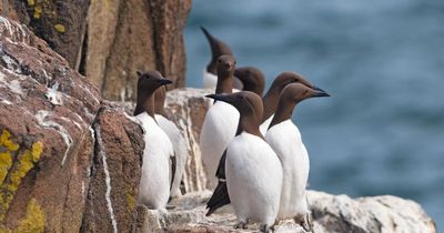 Signs of short-term hope as Scottish seabird numbers continue to fall