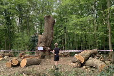 Toby Carvery under fire over felling of centuries-old tree in north London
