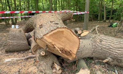 Felling of ancient London oak tree by Toby Carvery owner reported to police