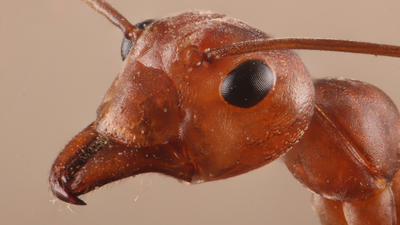 'The parasite was in the driver's seat': The zombie ants that die gruesome deaths fit for a horror movie