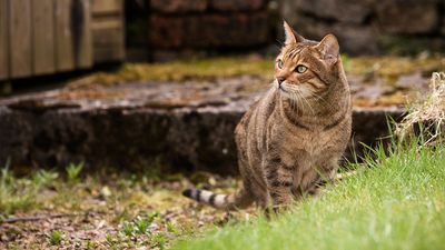 Cat returns home after disappearing for 16 years: ‘At least she gets a nice retirement’