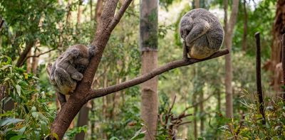 Allowing forests to regrow and regenerate is a great way to restore habitat