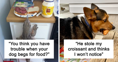 50 Hilarious Examples Of Pets Being Caught Red-Pawed When Stealing Food (New Pics)