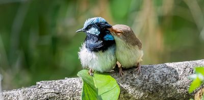 Superb fairy-wrens’ songs hold clues to their personalities, new study finds