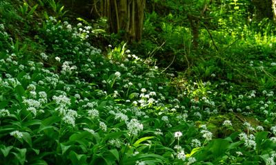 Country diary: A carpet of green to rouse beasts unseen