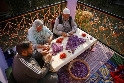 Kashmir’s famed saffron faces devastating new terror: Porcupines
