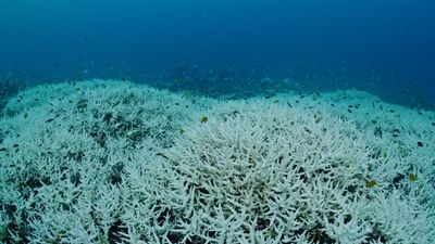 Australia’s next government may be Great Barrier Reef’s last chance after sixth mass bleaching, conservationist says