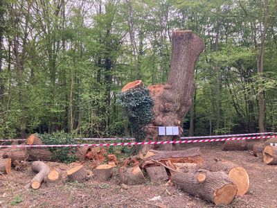 Woodland Trust call for 'justice' over ancient oak tree felling as Met Police drop investigation