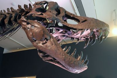 Scientists are struggling to get hold of T rex fossils – and the rich are to blame