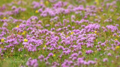 5 fast-growing tiny flowers – expert recommendations to fill your pots and borders with color in record time