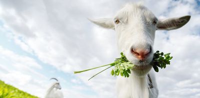 No kidding: goats prove brainier than sheep and alpacas