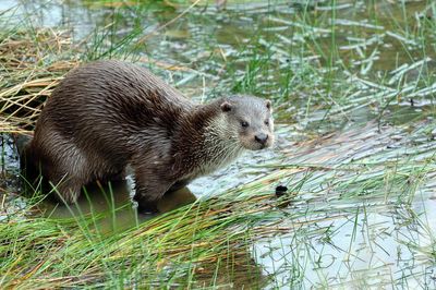 Rare otter sighting recorded in Canary Wharf in sign of species' 'remarkable' recovery