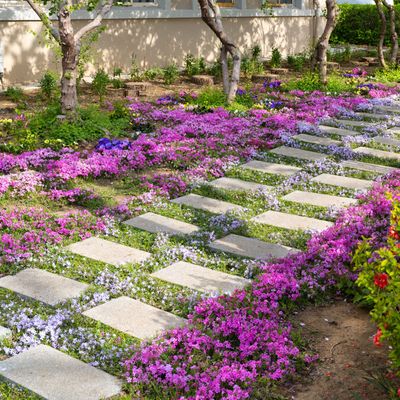 The red creeping thyme lawn is a beautiful new take on traditional grass – here's how to grow one