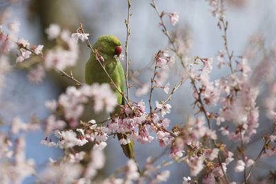 Surprising wildlife in and around London: where to spot wallabies, parakeets, snakes and more