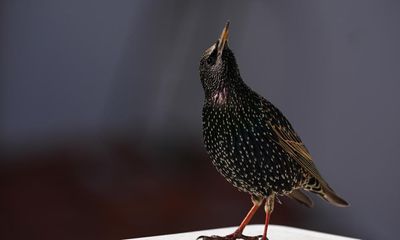 Garden birds need a hedge against decline