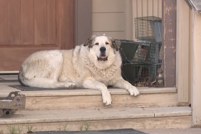 2-year-old boy guided to safety by rancher’s dog after wandering 7 miles alone in Arizona wilderness