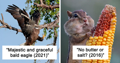47 Of The Most Incredible Shots That Were Submitted To The Comedy Wildlife Photography Awards