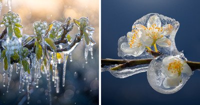 Since It’s Spring Already, Here Are Some Close-Up Shots Of Frozen Flowers In The Netherlands (13 Pics)