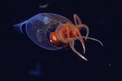A colossal squid is caught on camera for the first time in the deep sea
