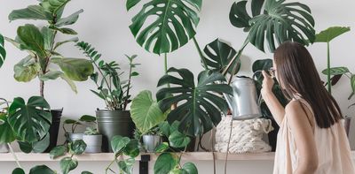 ‘They are like my children’: research reveals 4 types of indoor plant owners. Which one are you?