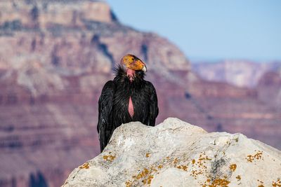 Trump administration is working to end habitat protections for endangered animals, environmental groups say