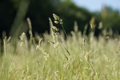 Nitrogen-fertilised grassland more likely to trigger hay fever, study suggests