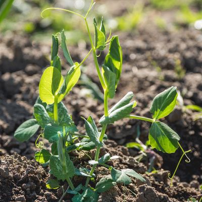 How to protect seedlings from birds – experts say there's a kind and clever way to stop them pecking
