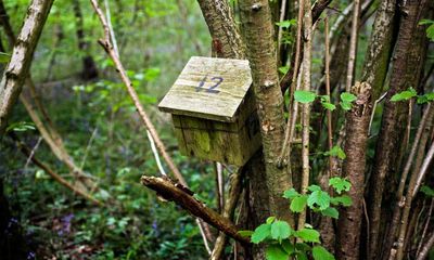 Country diary: Going house to house looking for a dormouse
