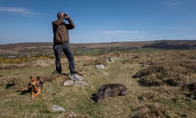 Like the Ritz for wildlife: the joy of recreating Britain’s ancient hedges