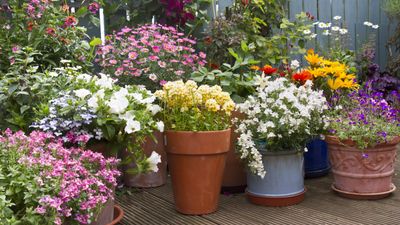 ALDI just restocked their smart-looking $4.99 self-watering planters for small container gardens, and it's the ideal solution for plant serial killers