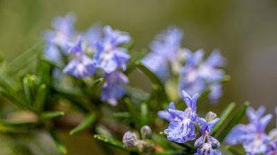 Can you revive woody rosemary plants? Expert pruning advice from a professional gardener to save old, leggy herbs