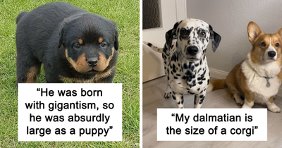 49 Of The Rarest Genetic Mutations Ever Spotted In Pets