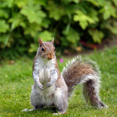 3 humane methods to stop squirrels eating your plants, according to garden experts