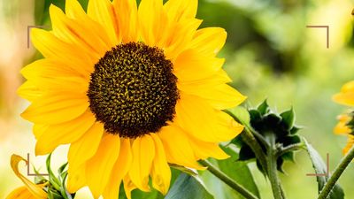 When to plant sunflower seeds to ensure big and beautiful summer blooms