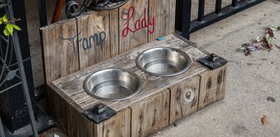 Why it’s not safe for dogs to drink from communal water bowls
